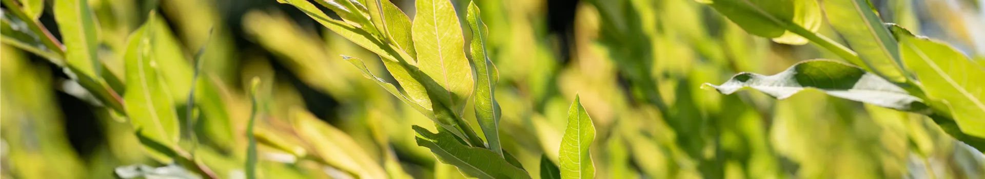 Salix purpurea