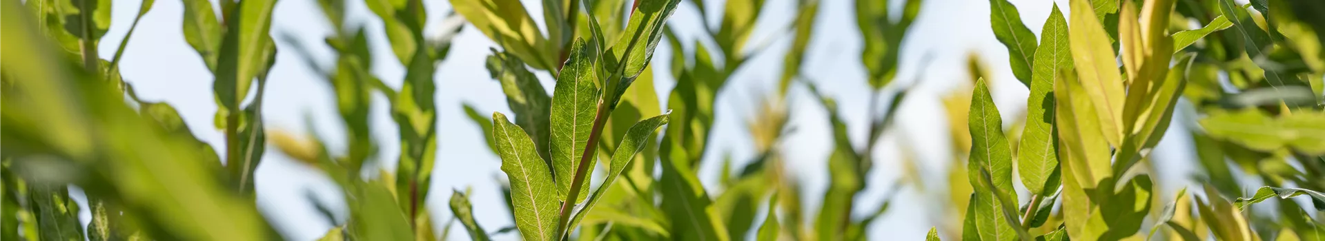 Salix purpurea