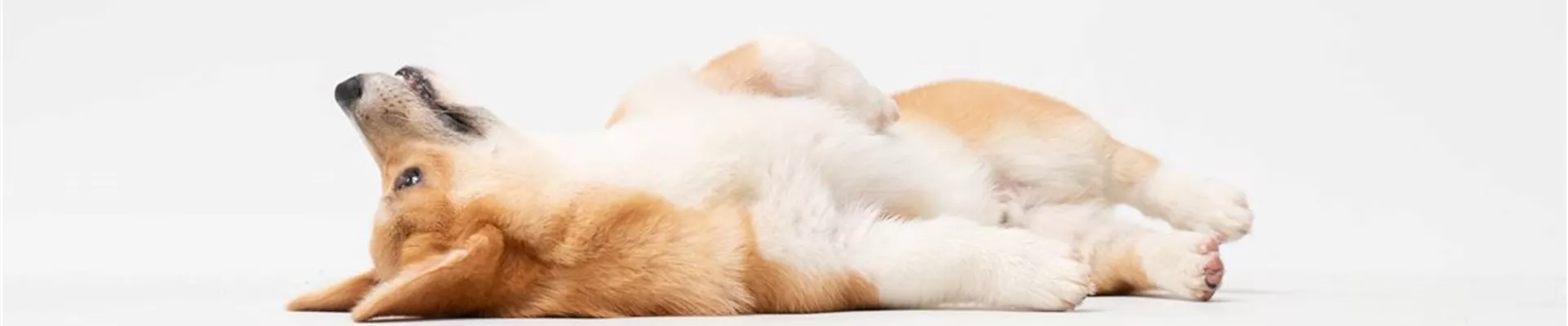 fatty-corgi-EpRAM95thHU-unsplash6
