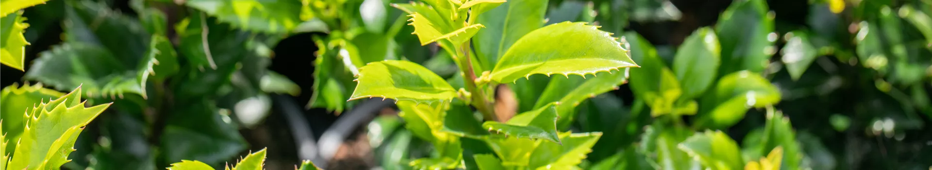 GS649934.jpg GS649934.jpg