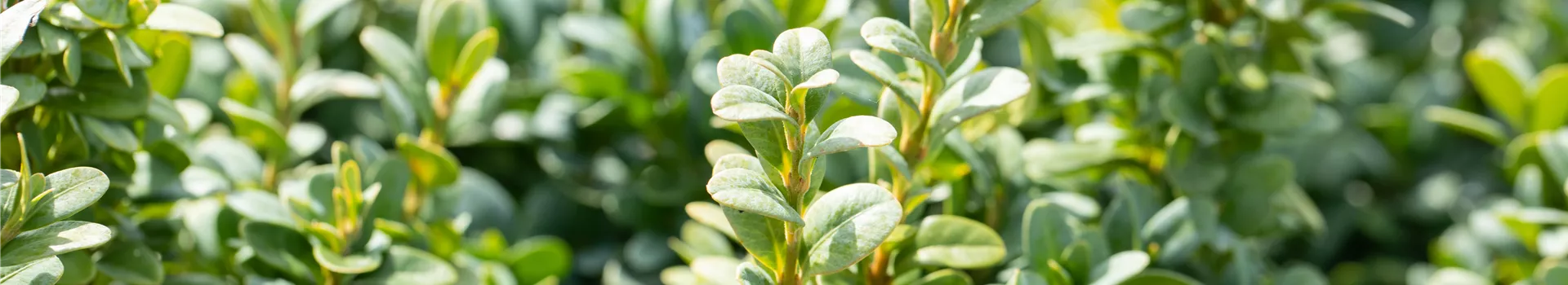 GS649946.jpg GS649946.jpg