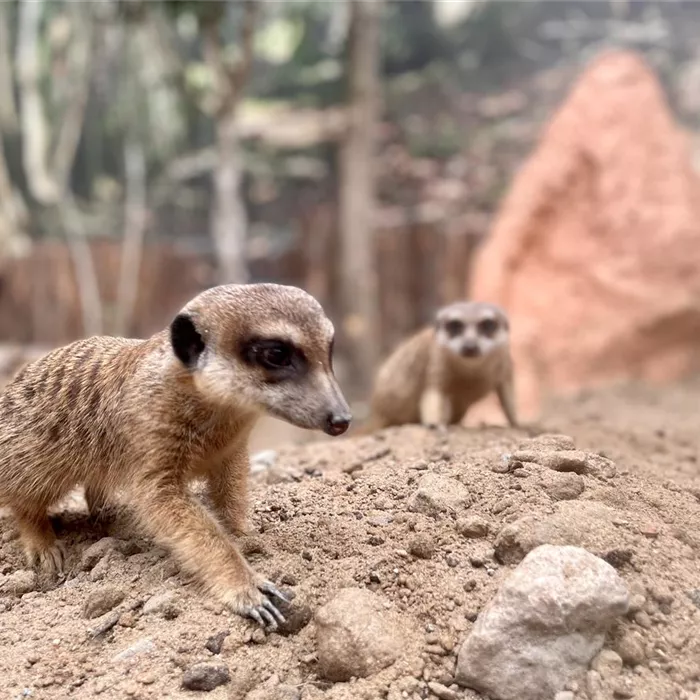 Erdmännchen Erdmännchen