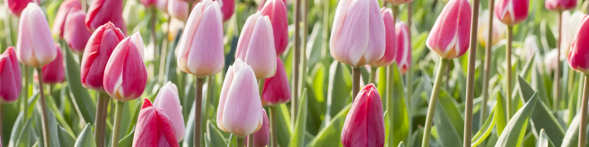 Tulpen