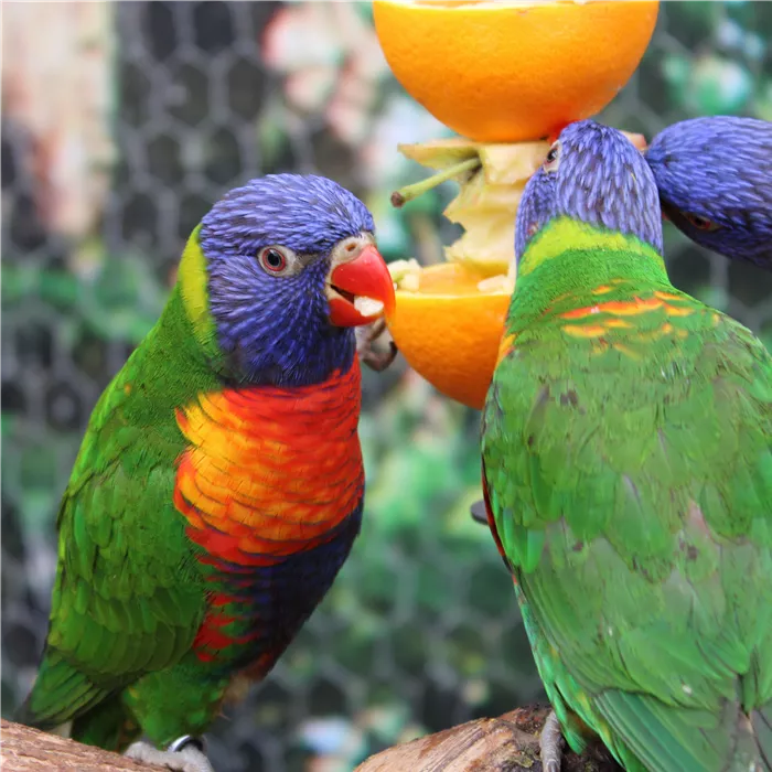 Dschungel Halle Dschungel Halle