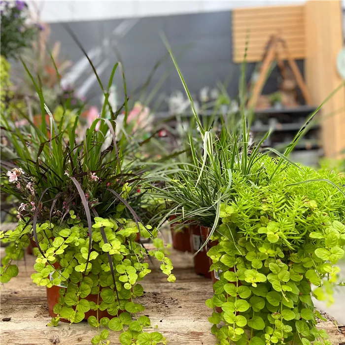 Gartencenter Gartencenter